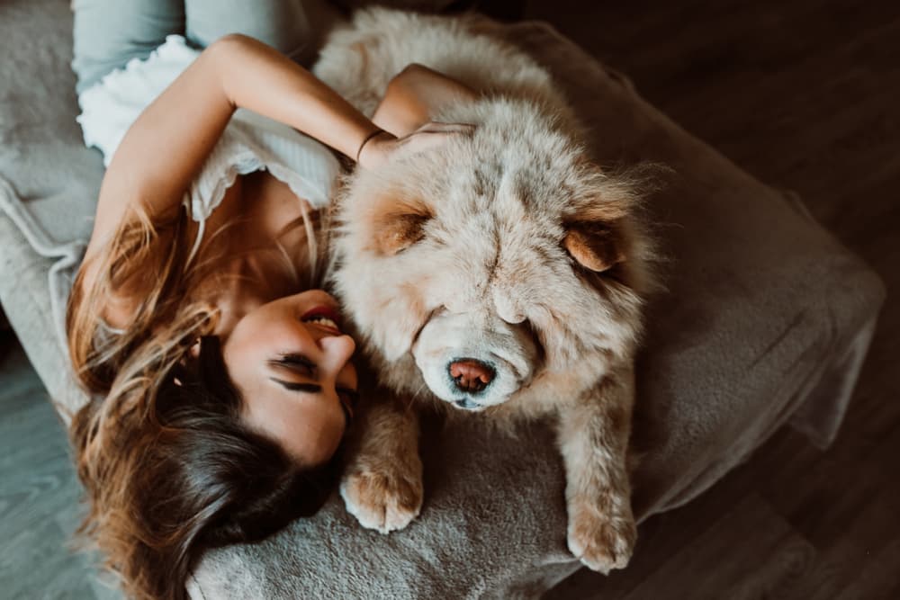 Chow Chow on sofa with woman