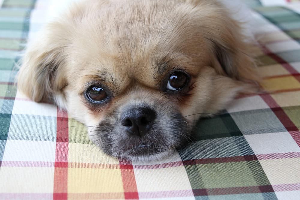 Tibetan Spaniel resting