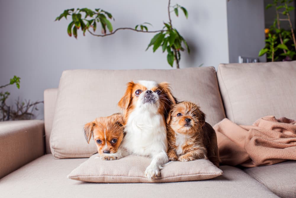 Pekingese family on sofa