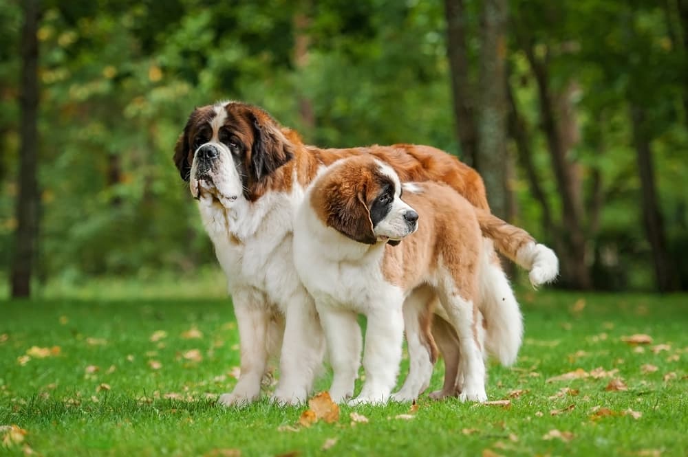Adult and puppy Saint Bernard