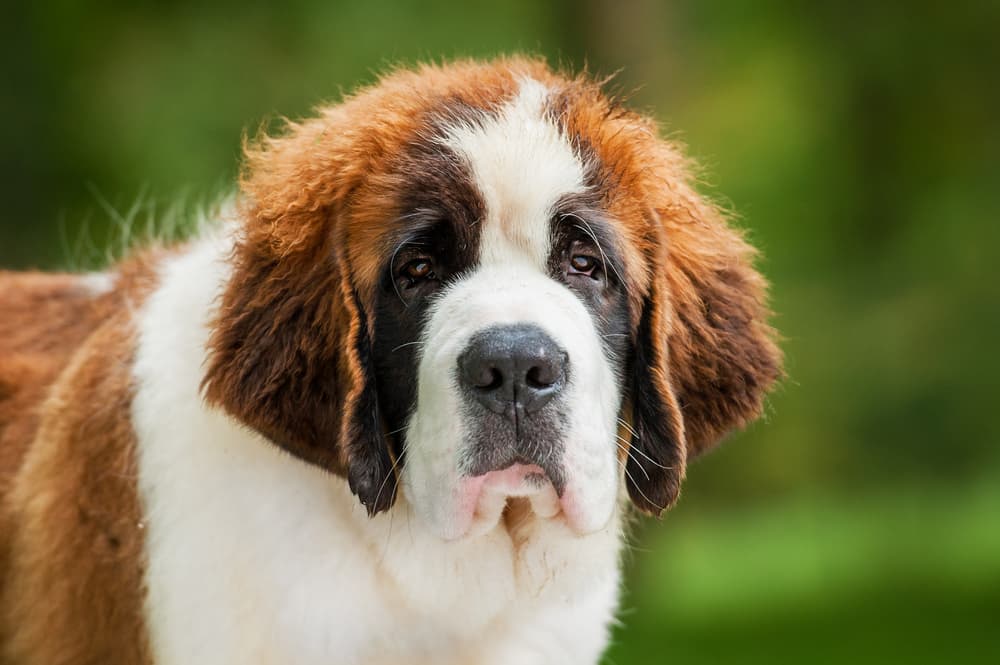Close up photo of Saint Bernard