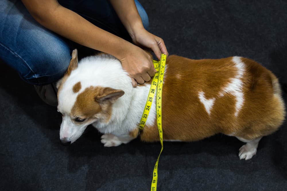 Pet owner measuring Corgi