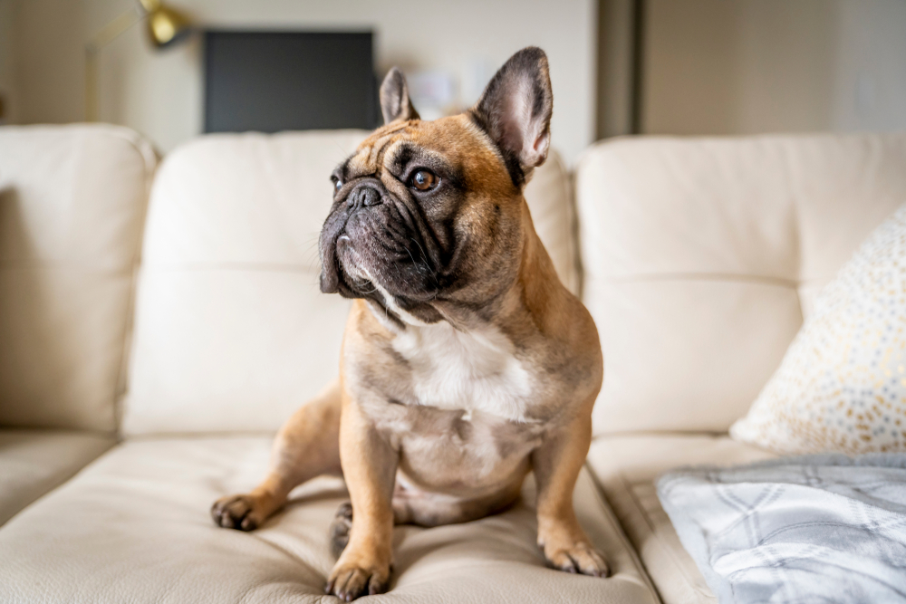 French Bulldog on sofa