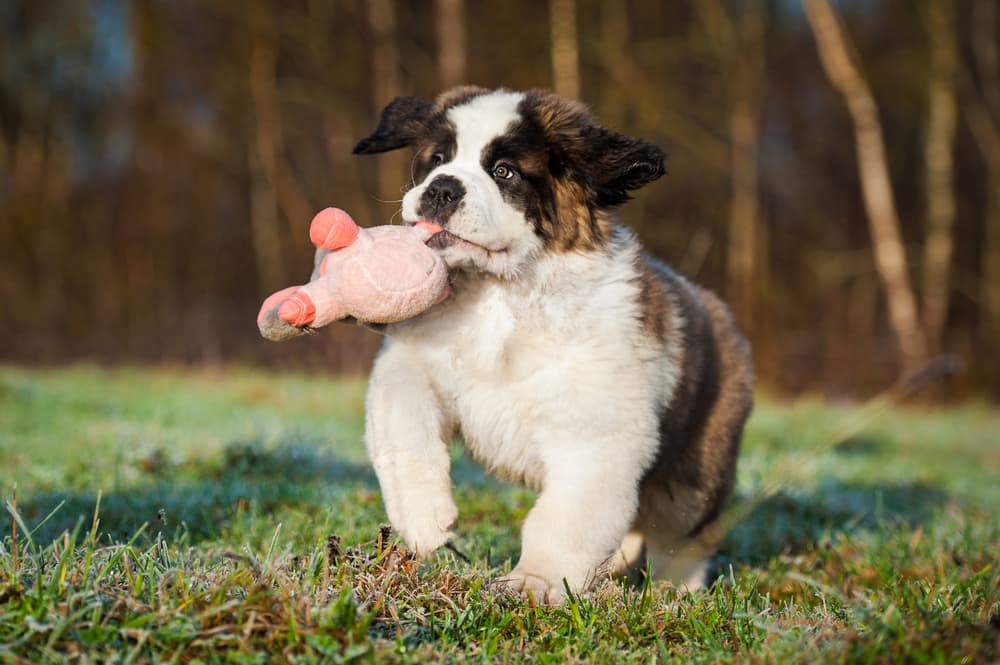 Puppy carrying toy in mouth