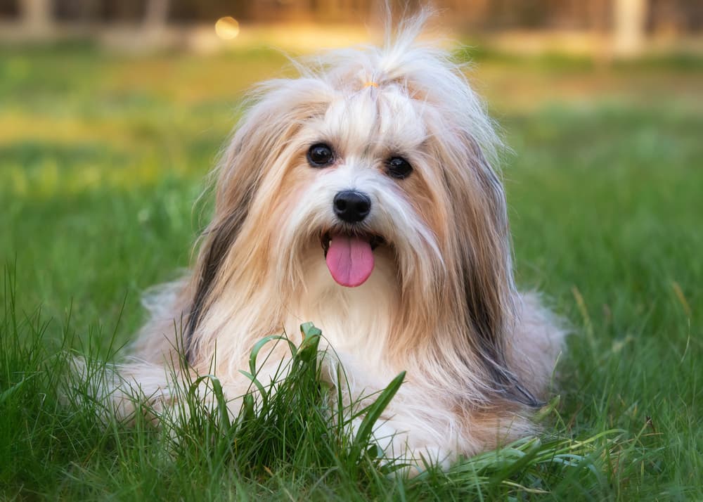 Cute Havanese in grass