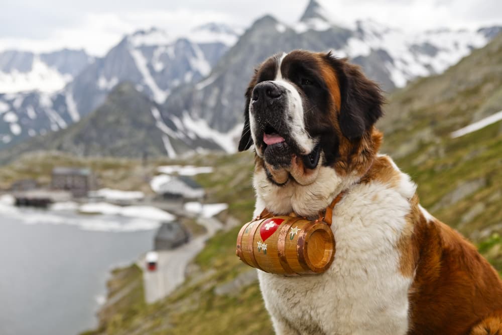 Saint Bernard near mountain range