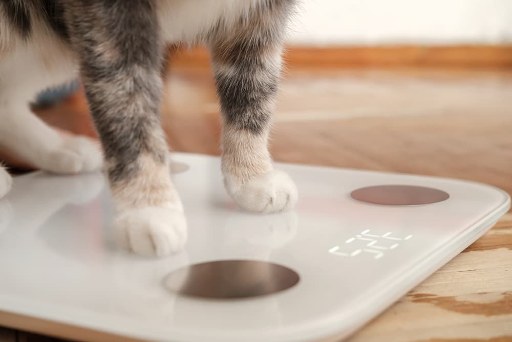 Cat standing on scale