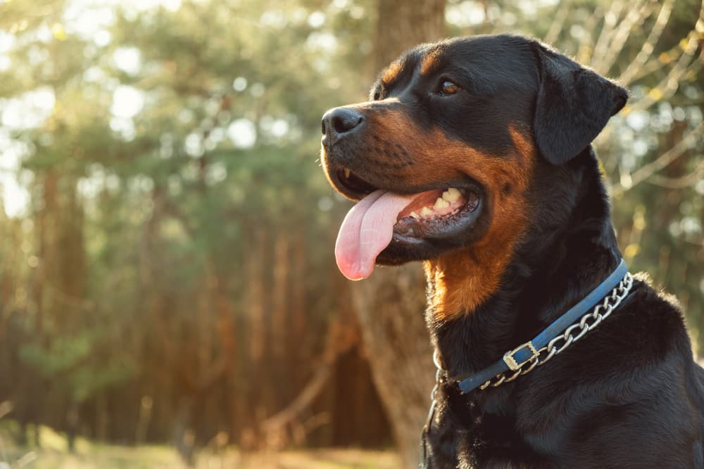 Rottweiler dog looking regal