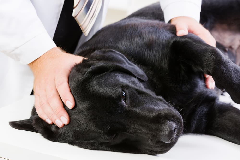 Sick dog at veterinarian