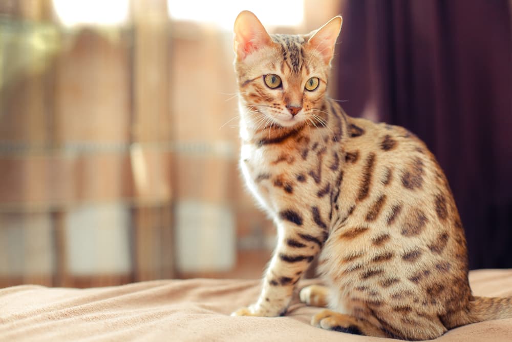 Bengal cat sitting in sun
