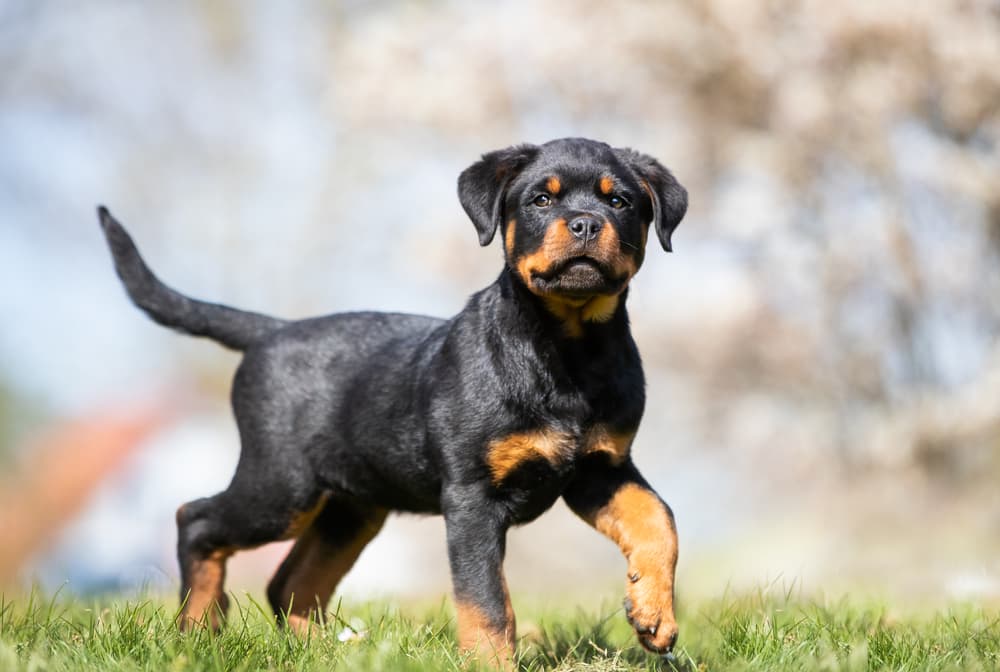 Rottweiler puppy running