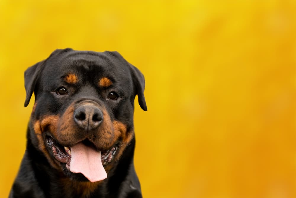 Rottweiler dog on yellow background