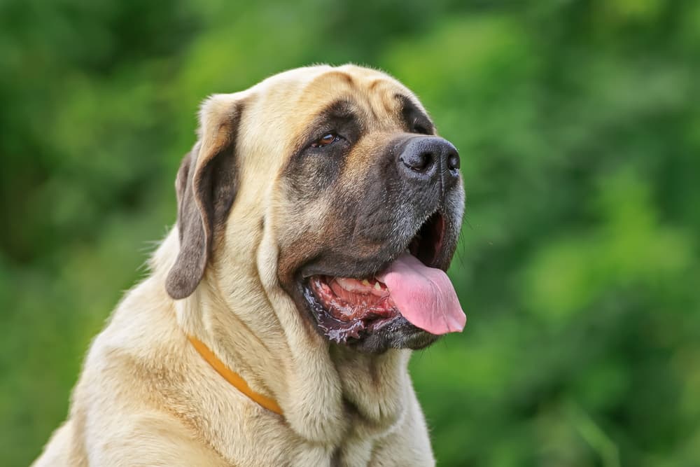 English Mastiff dog