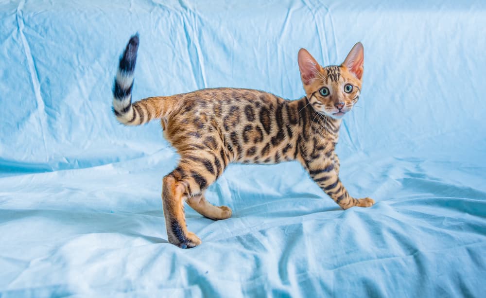 Young Bengal cat