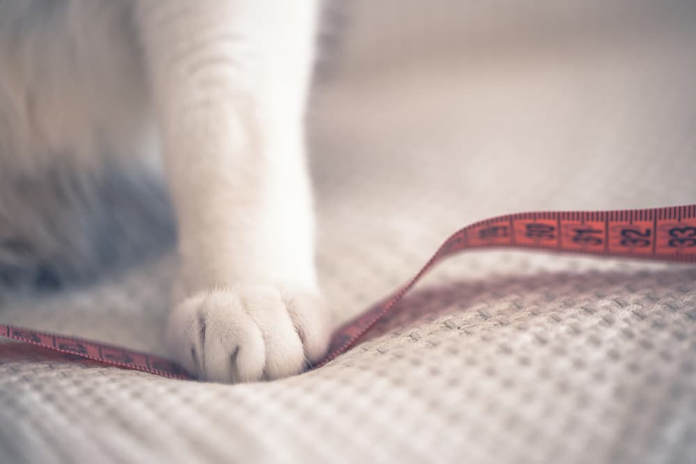 How Heavy Should My Cat Be? A Healthy Weight Guide