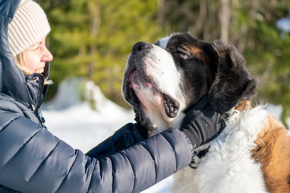Woman with Saint Bernard dog