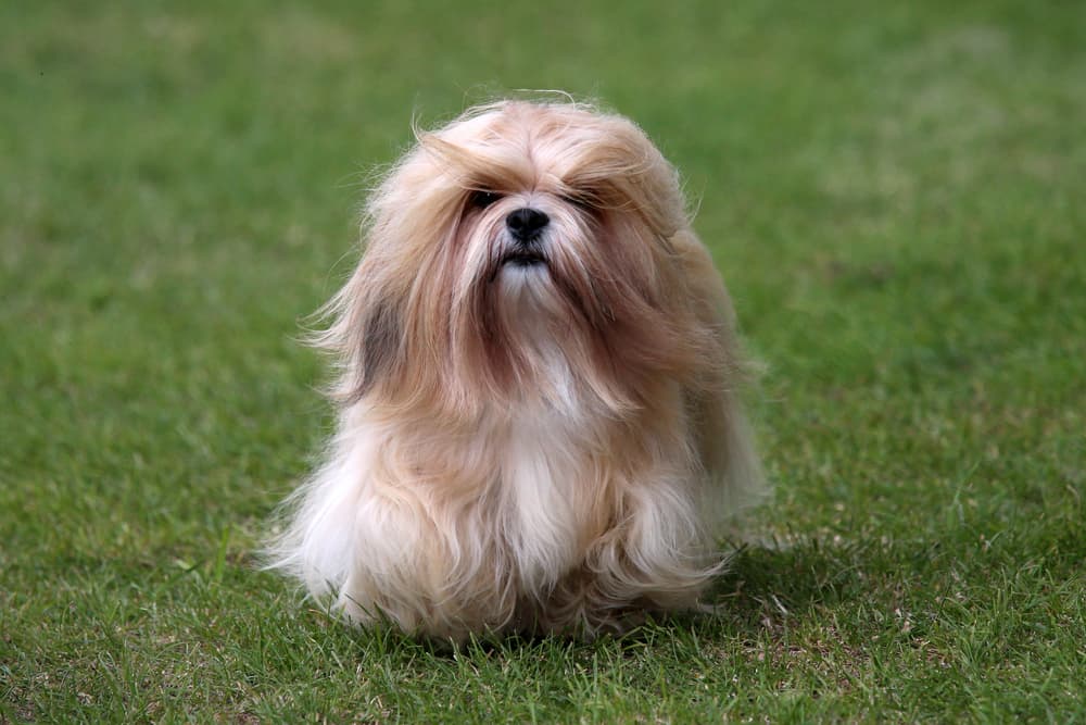Lhasa Apso running outside