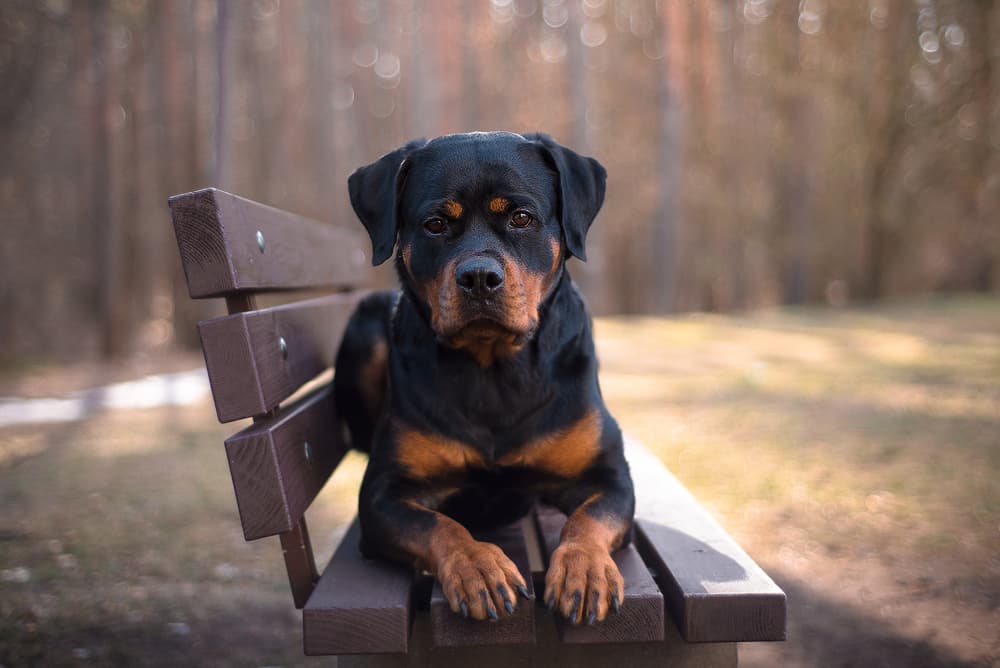 Rottweiler dog on bench