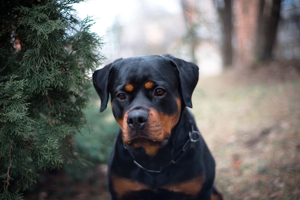 Rottweiler dog outside by tree
