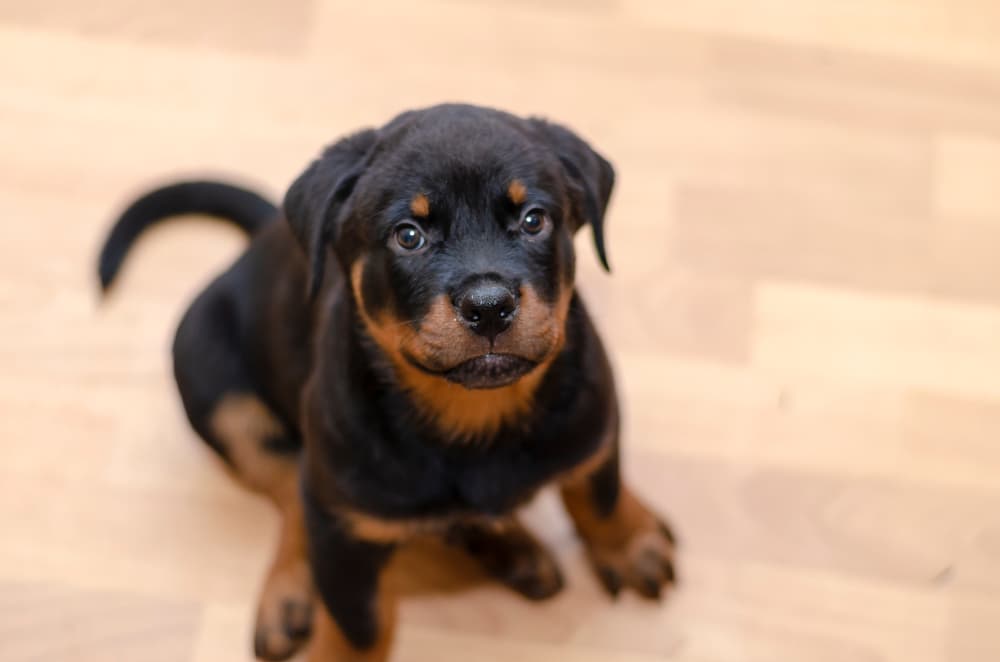Cute Rottweiler puppy