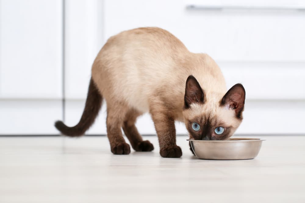 Siamese cat eating