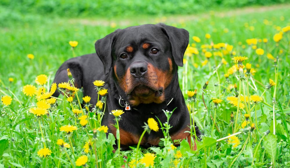 Rottweiler dog in flowers