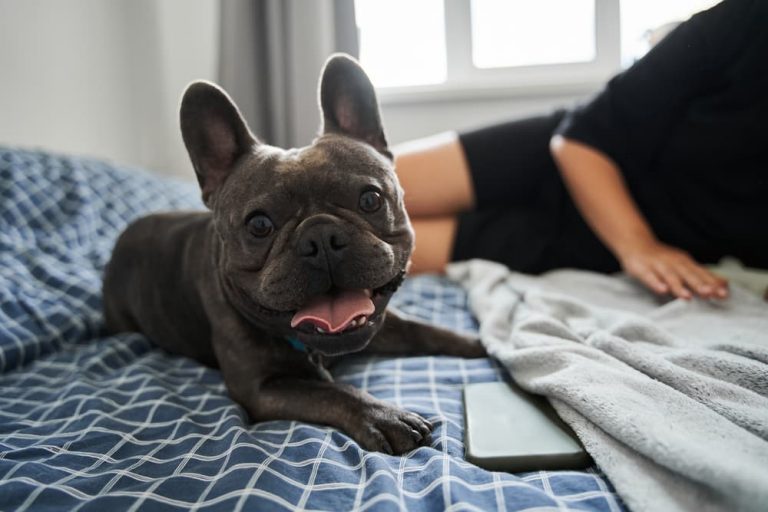 French Bulldog in apartment