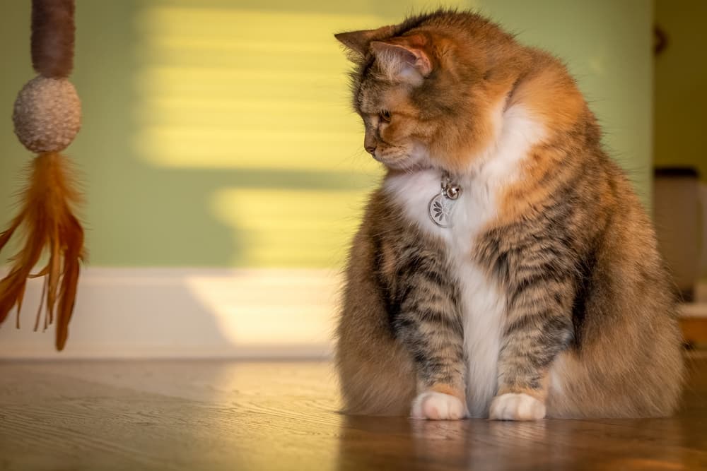 Cat is not interested in dangling toy