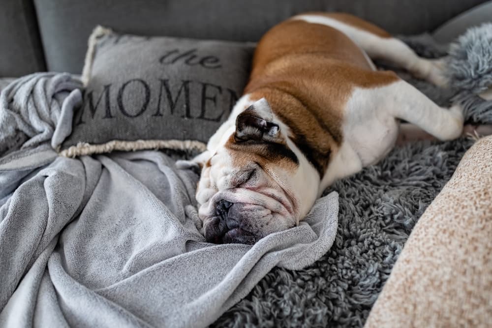 Bulldog sleeping on sofa