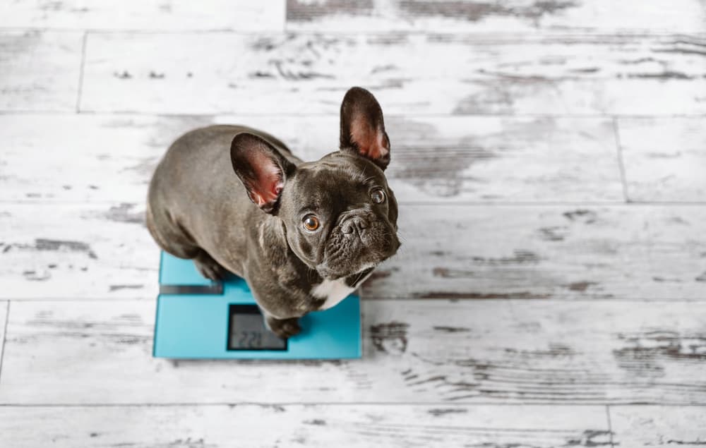 How Heavy Should My Dog Be? A Healthy Weight Guide How Heavy Should My Dog Be? A Healthy Weight Guide