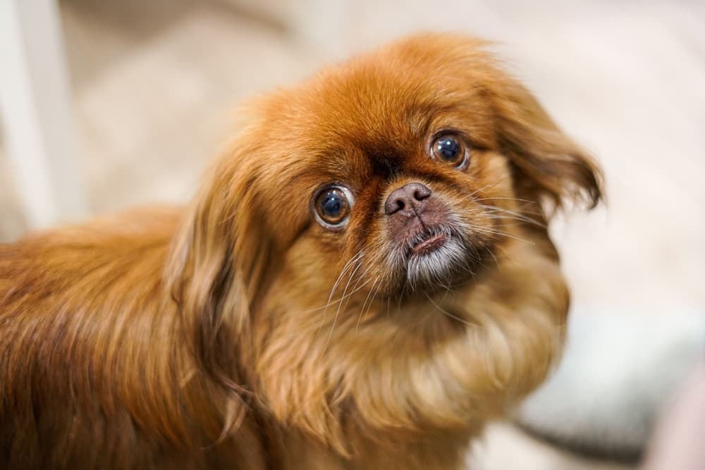 Cute Pekingese dog
