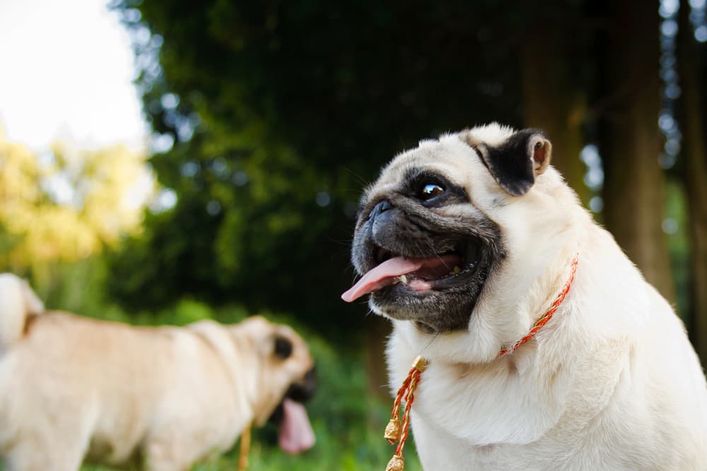 Pug walking outdoors