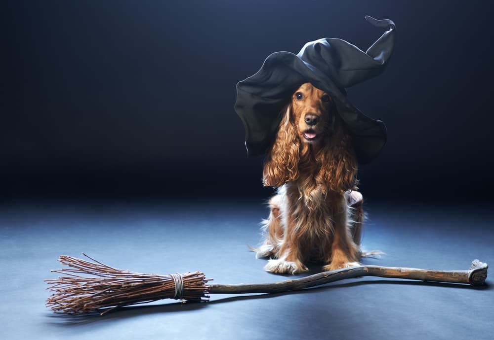 Dog in witch costume