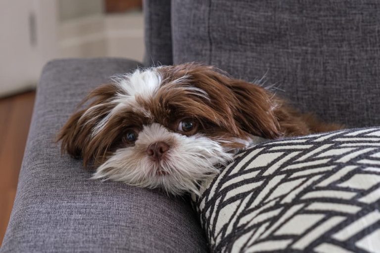 Shih Tzu resting on sofa