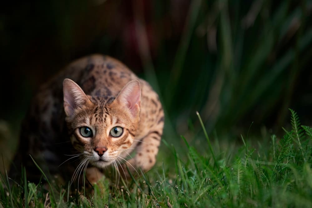 Bengal cat outside hunting