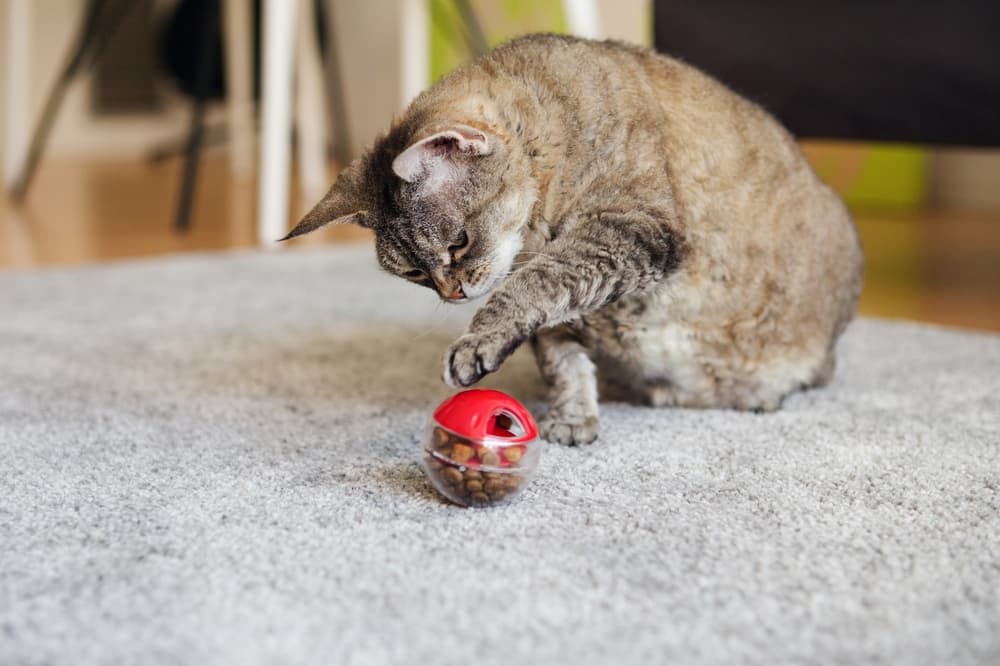 Cat playing with food puzzle