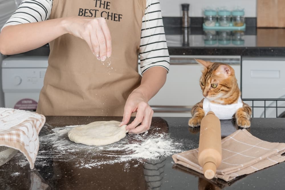 Cat in kitchen cooking