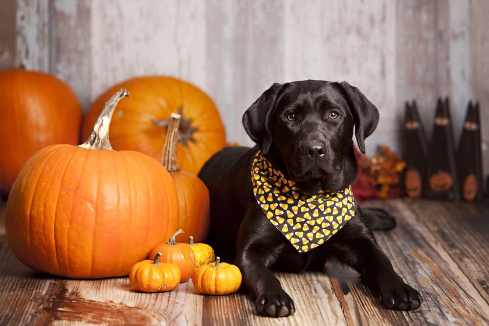 Labrador with pumpkins