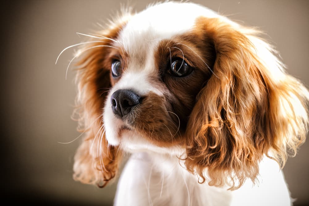 Cavalier King Charles Spaniel puppy