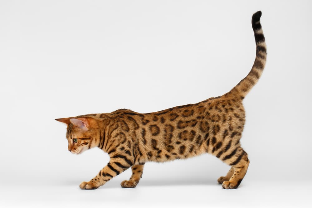 Bengal cat pouncing