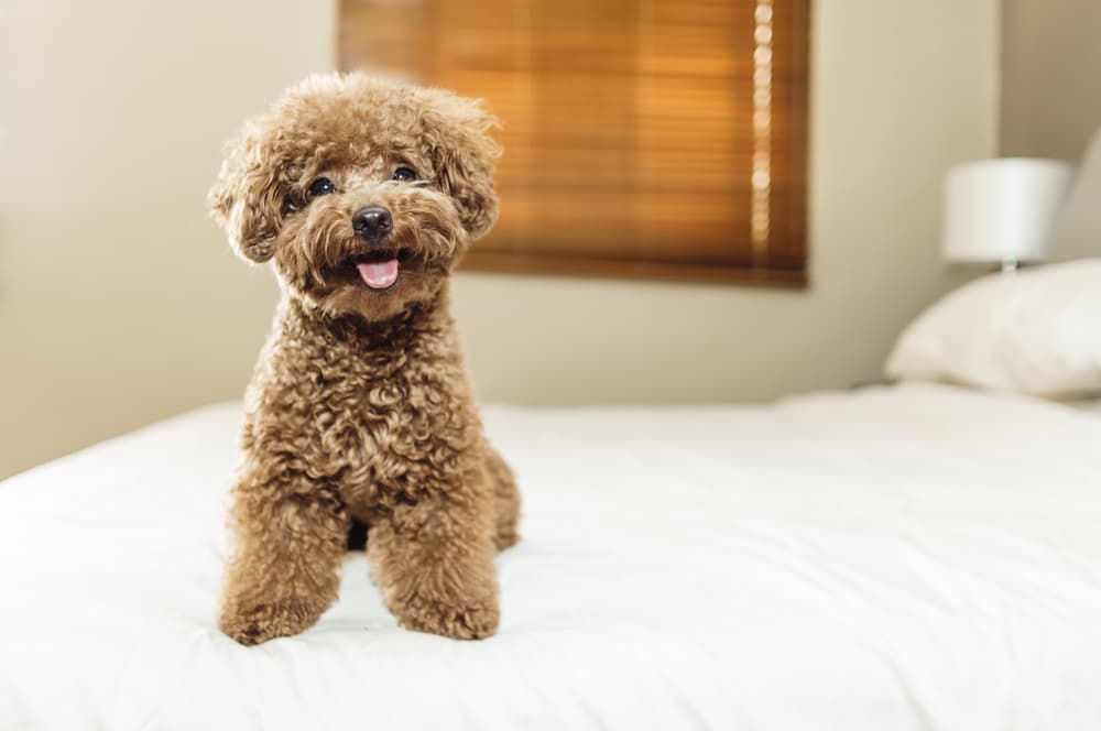 Miniature Poodle on bed