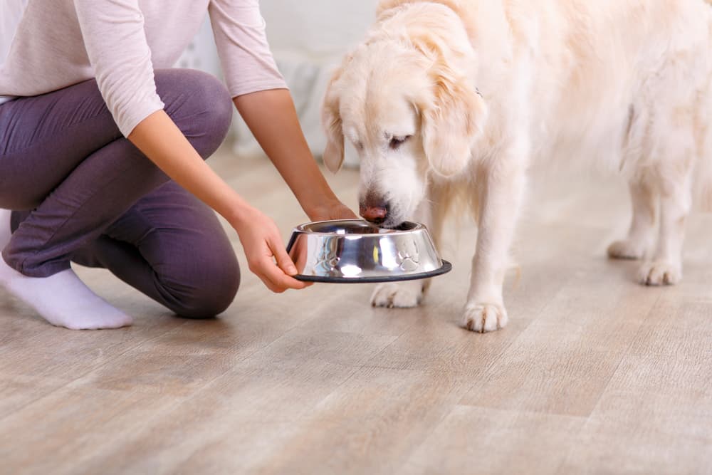 Woman feeding diabetic dog