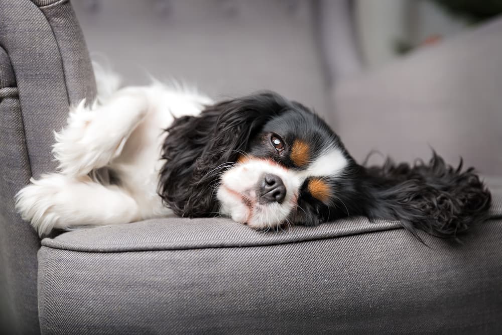 Cavalier King Charles on sofa