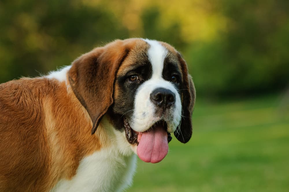 Young Saint Bernard with tongue out