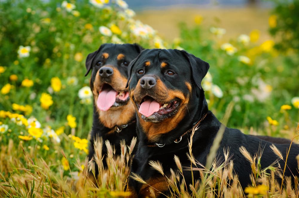 Two Rottweiler dogs outside