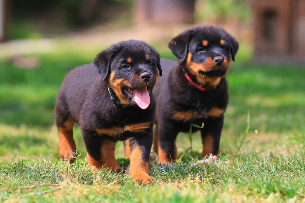 Two cute rottweiler puppies