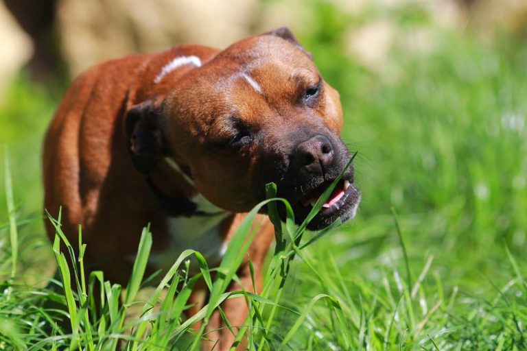 Dog eating grass