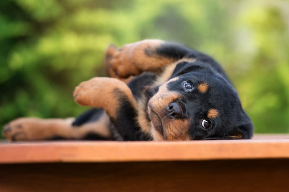 Rottweiler puppy being funny