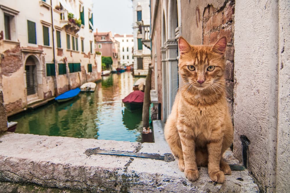 100+ Italian Cat Names That Are Bellisimo