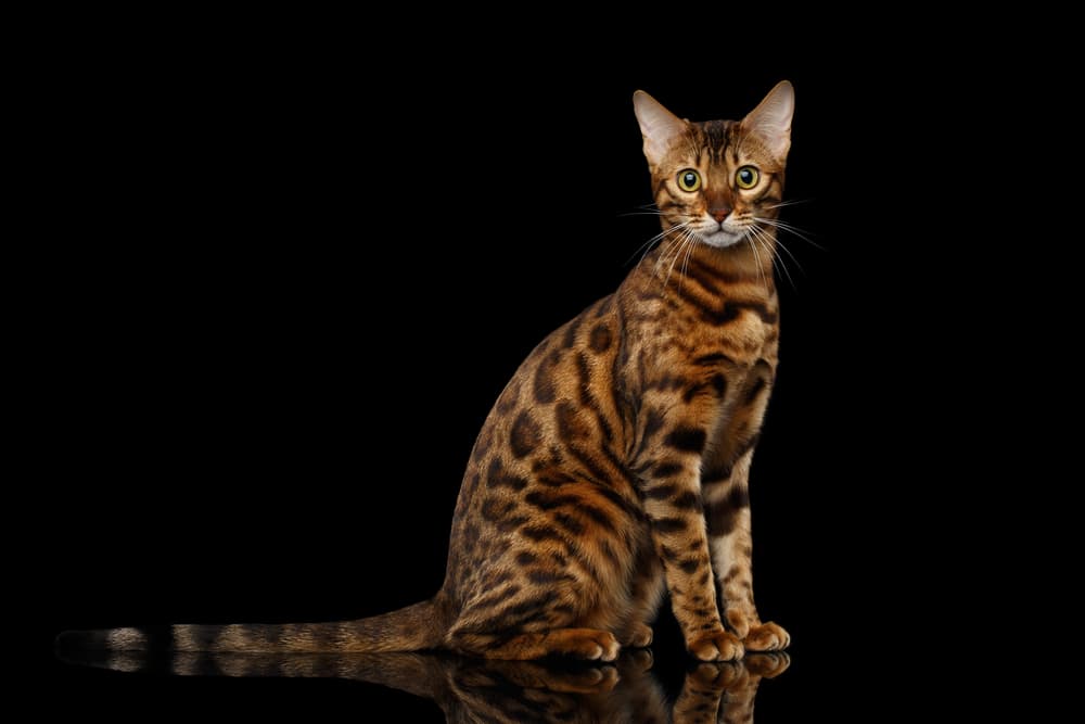 Bengal cat with black background
